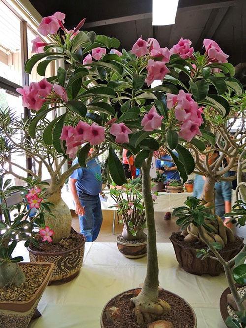 Adenium boichmianum