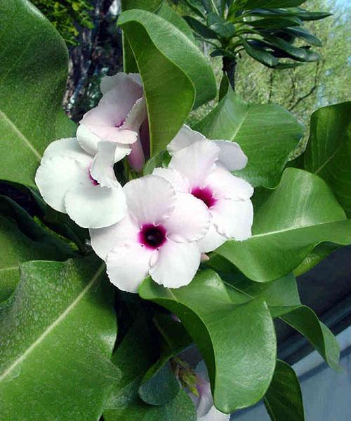 Adenium Bohman floreciente