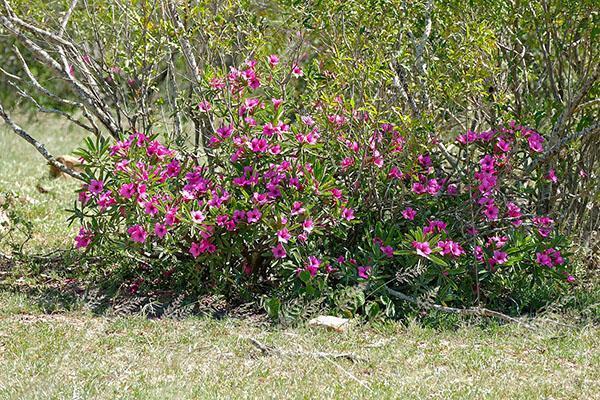 Adenium swazicum floreciente