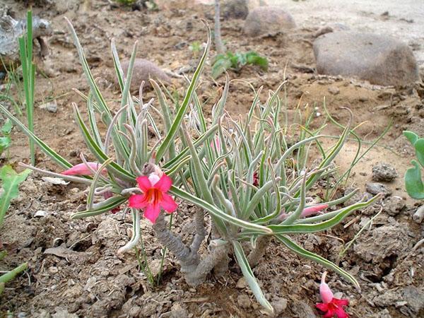 Plante Adenium oleifolium