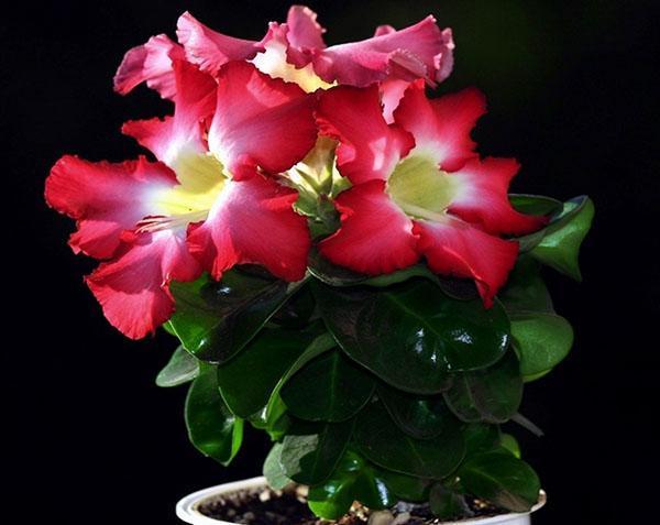 Tamaño mini de Adenium