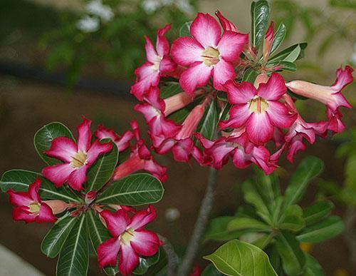 Adenium floreciente obeso