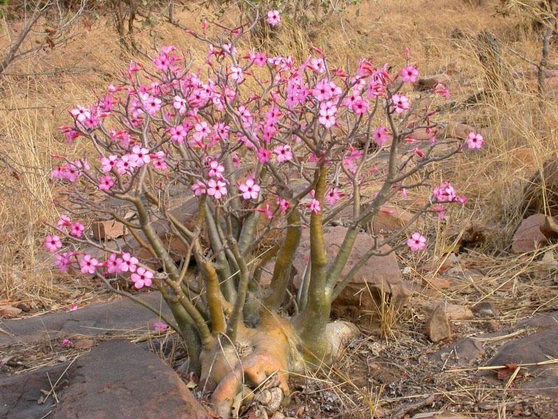 adenium obeso en la naturaleza