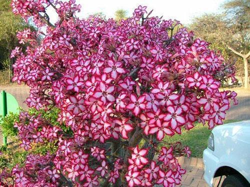 Adenium floreciente en el Parque Nacional Kruger en Sudáfrica