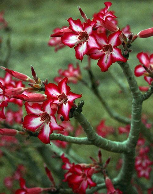 Flores de adenium multicolores