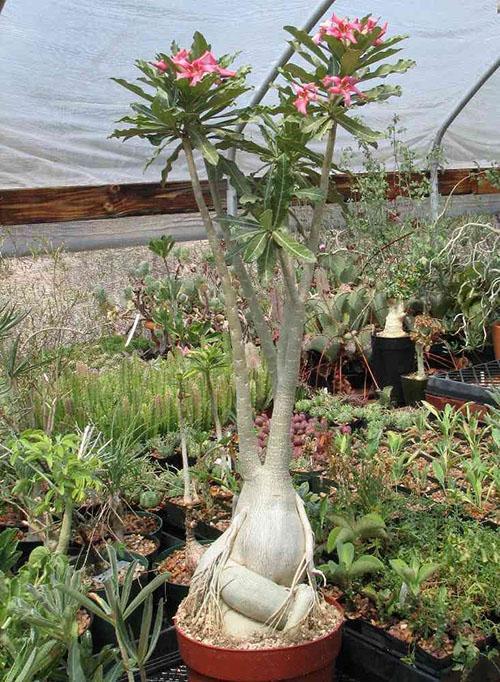 Adenium arabicum x crispum (hybride)