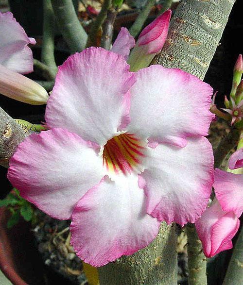 flor de adenium arabicum