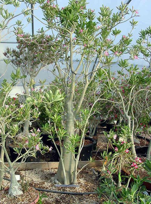 adenium somali