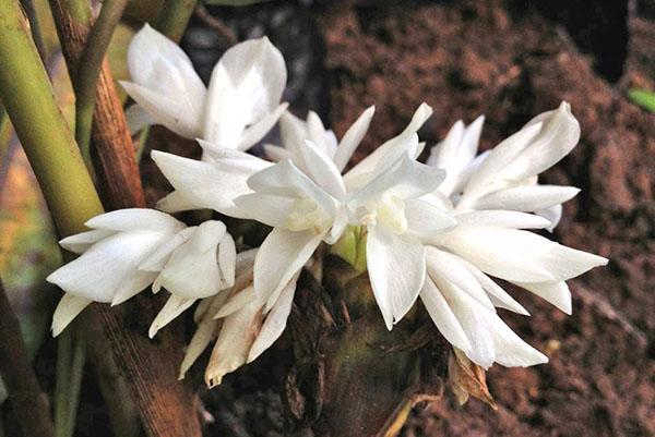 Fleurs de Calathea Lancifolia