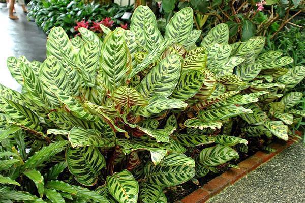 Calathea Macoya