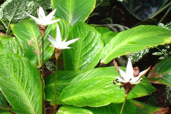 Calathea de la especie Loseneri