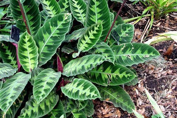 Calathea Varshevich