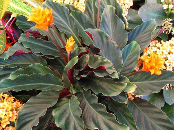 Azafrán de calathea floreciente