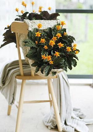 Fleur de Calathea Crocata à l'intérieur