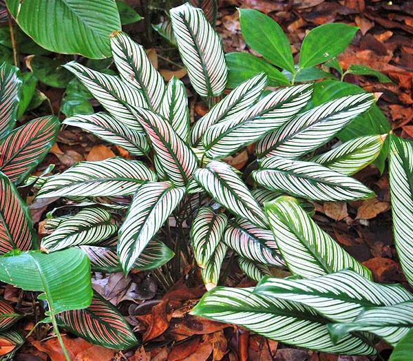 Calathea décorée