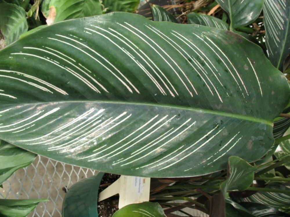 Hoja de Calathea Sanderian