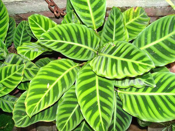 Crohn calathea rayé