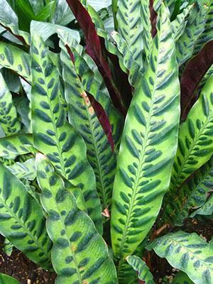 Follaje calathea lancifolia