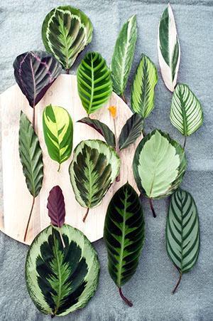 Hojas de diferentes tipos de calathea.