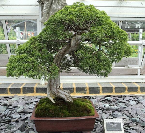 Bonsai basado en enebro chino