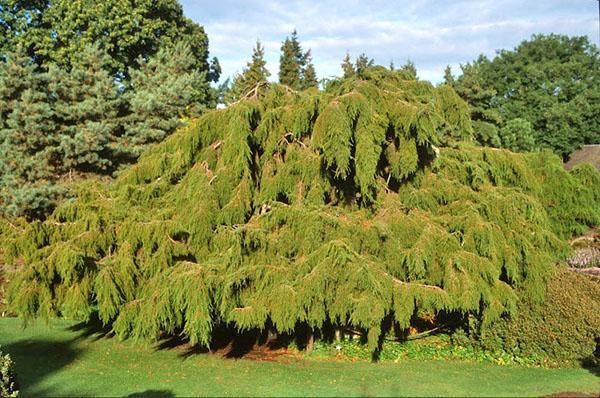 Enebro duro Pendula