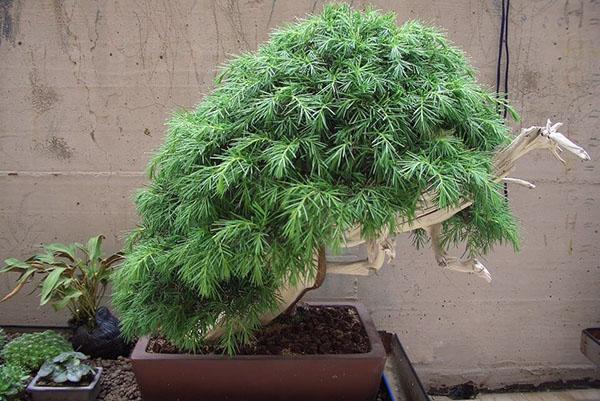 Bonsai a base de enebro macizo