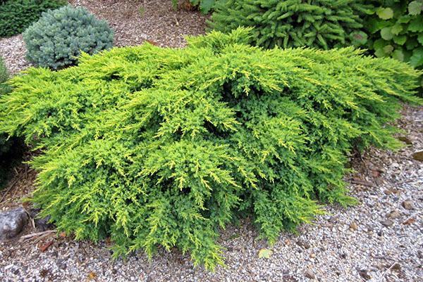 Enebro medio Daubs Frosted