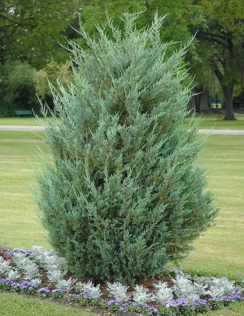 Enebro rocoso de la variedad Moonglow