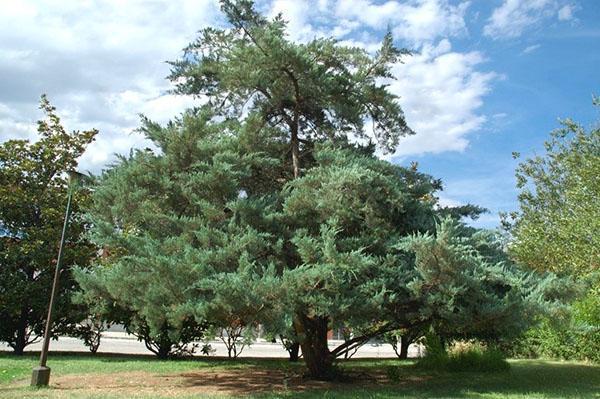 Árbol adulto de Juniperus virginiana