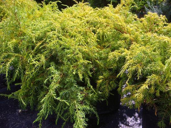 Depressa Aurea Enebro