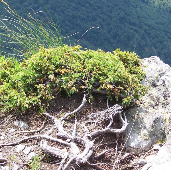 Enebro siberiano