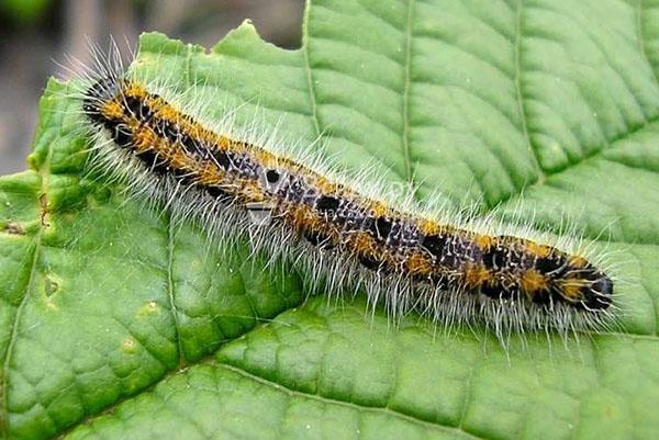 polilla de la cereza de la oruga