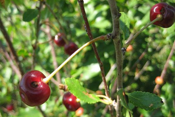 cereza dañada por el picudo