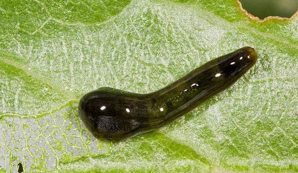 mosca de sierra viscosa