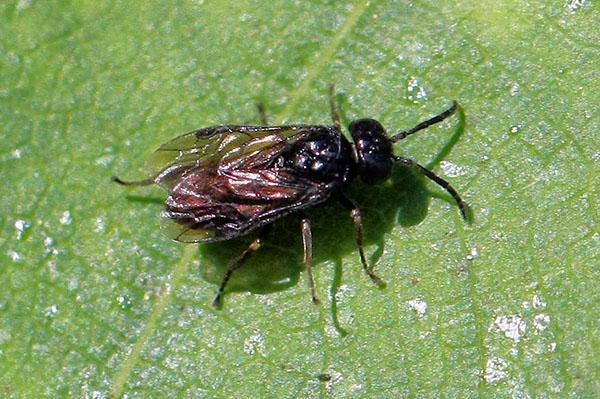 insecto mosca de sierra adulto