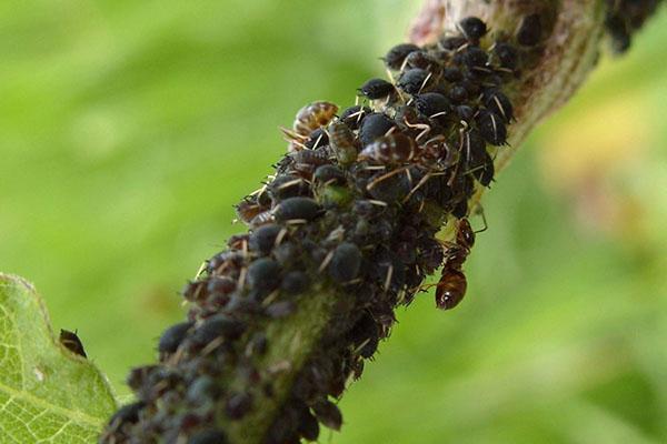 pucerons et fourmis du cerisier