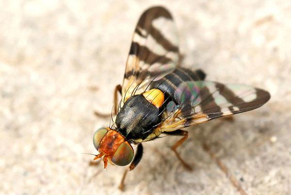 mosca de la cereza