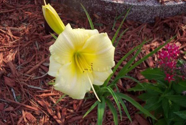 Perla de Daylily Longfields