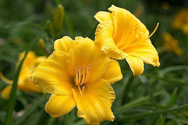 Variété d'hémérocalle hybride Stella D'Oro