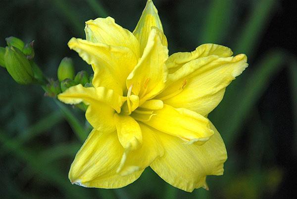 Daylily río Wye