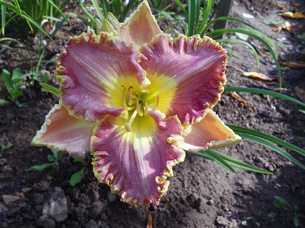 Bestseller de Daylily