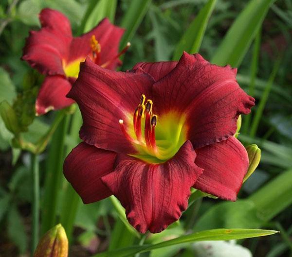 Daylily Perdóname