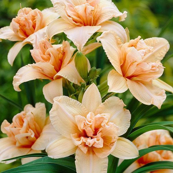 Hybrid daylily Double Dream