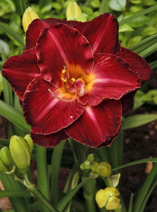 Daylily Borgoña Amor