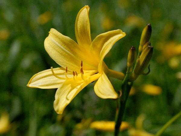 Amarillo azucena (H. flava)