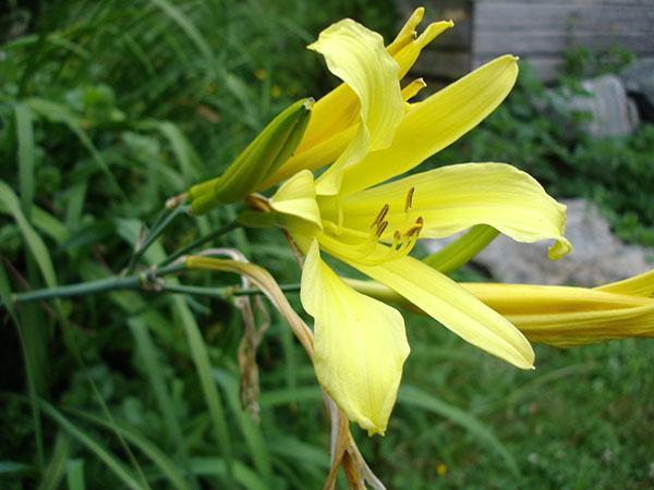 Azucena amarillo limón (H. citrina)