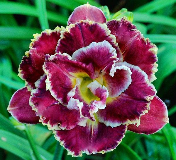 Daylily Double Macchia