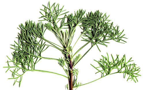 Las verduras del árbol de eneldo se utilizan con fines culinarios y medicinales.