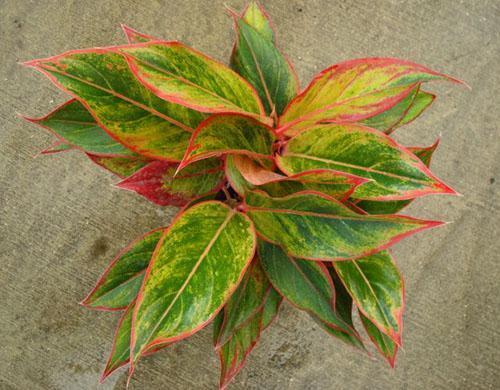 Aglaonema Creta (Creta)