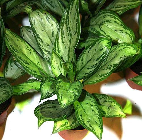 Aglaonema Silver King